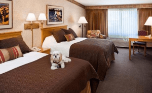 dog_hotels_in_NJ