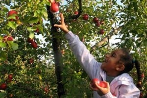 Apple PickingFun  Seasonal Things To Do In NJ