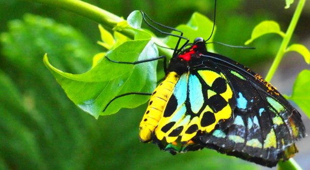 Image of a beautiful black, blue and red butterfly at the World of Wings Museum
