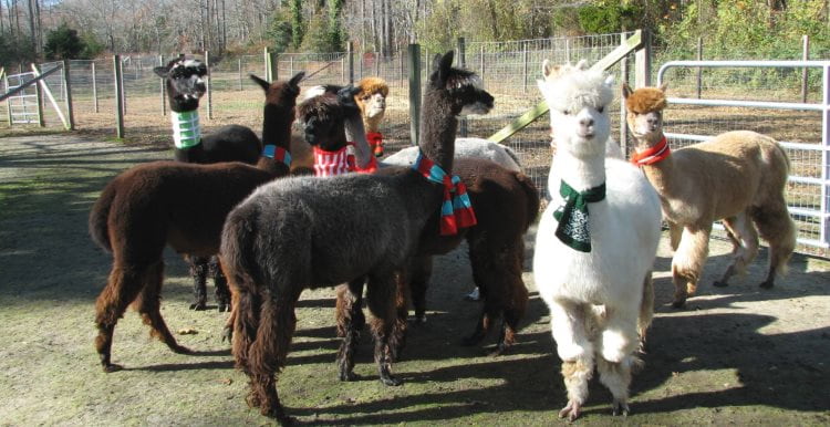 Image of 8 Alpaca's (four brown, one white and two tan Alpaca's) in a large pen at a real Alpaca Farm in Cape May, NJ. A fun thing to do in NJ for kids and adultys of all ages