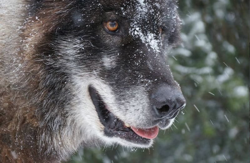 Pet a wolf- A fun thing to do in NJ