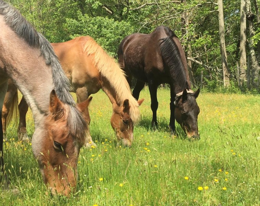 IMage of horses grazing in a field at Hunter Brook Horse Farm in Howell NJ