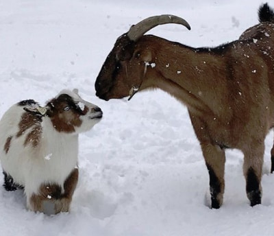 An image of two goats: one smaller white goat to the left and a larger brown goat on the right looking at eachother in the show at the Pine Ridge Horse Dude Ranch in Kerhonkson NY