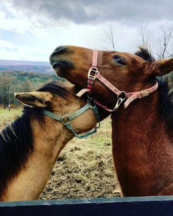 Picture of two horses, shown from the neck up in a beautiful pasture, one tan horse and one brown ready to go horseback riding for families at a dude ranch vacation spot in upstate NY
