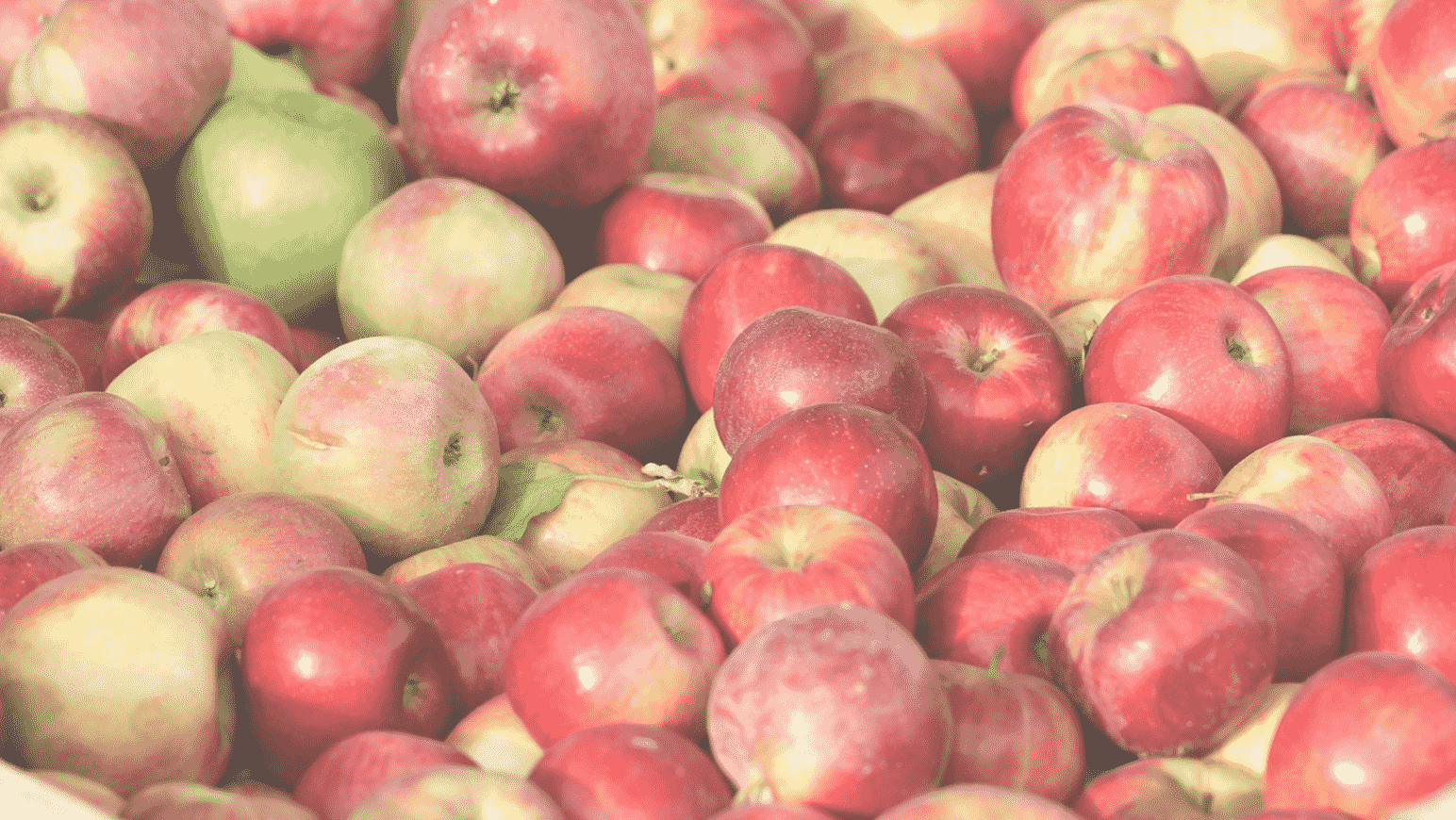 Image of Apples Picked at Terhune Orchards in Princeton NJ