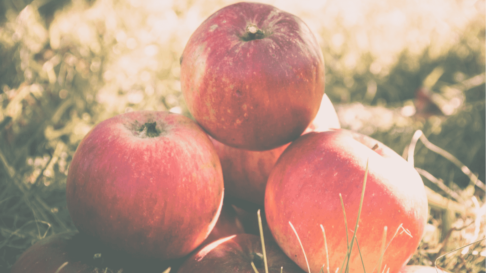 Apple Picking Nj All About New Jersey's Illustrious Apple Picking