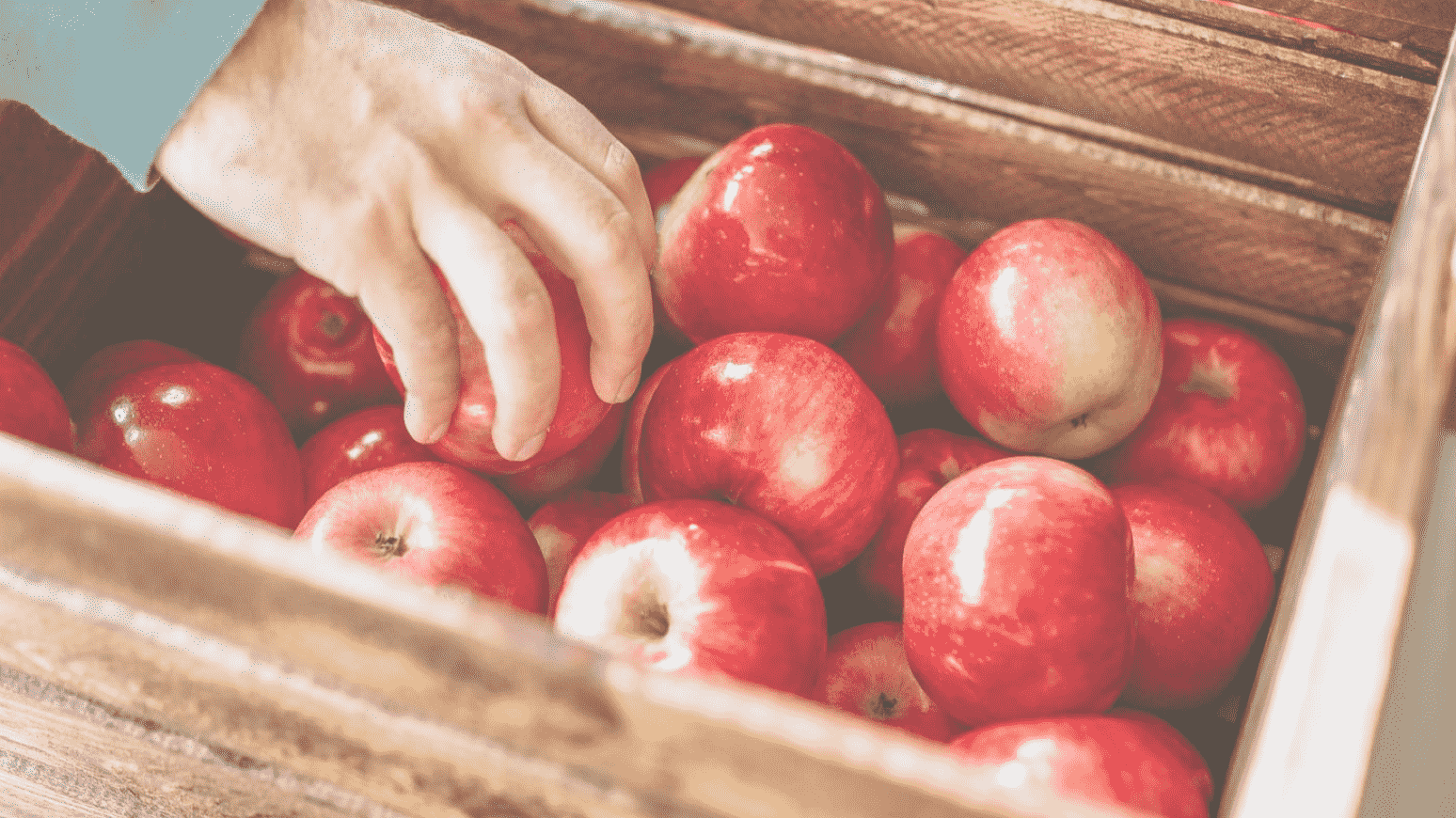 Apple Picking Orchards for Families and Couples in NJ