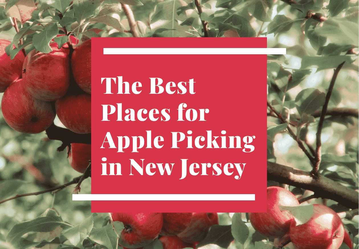 Apple Picking in NJ | Best Local Apple Picking Farms Near You