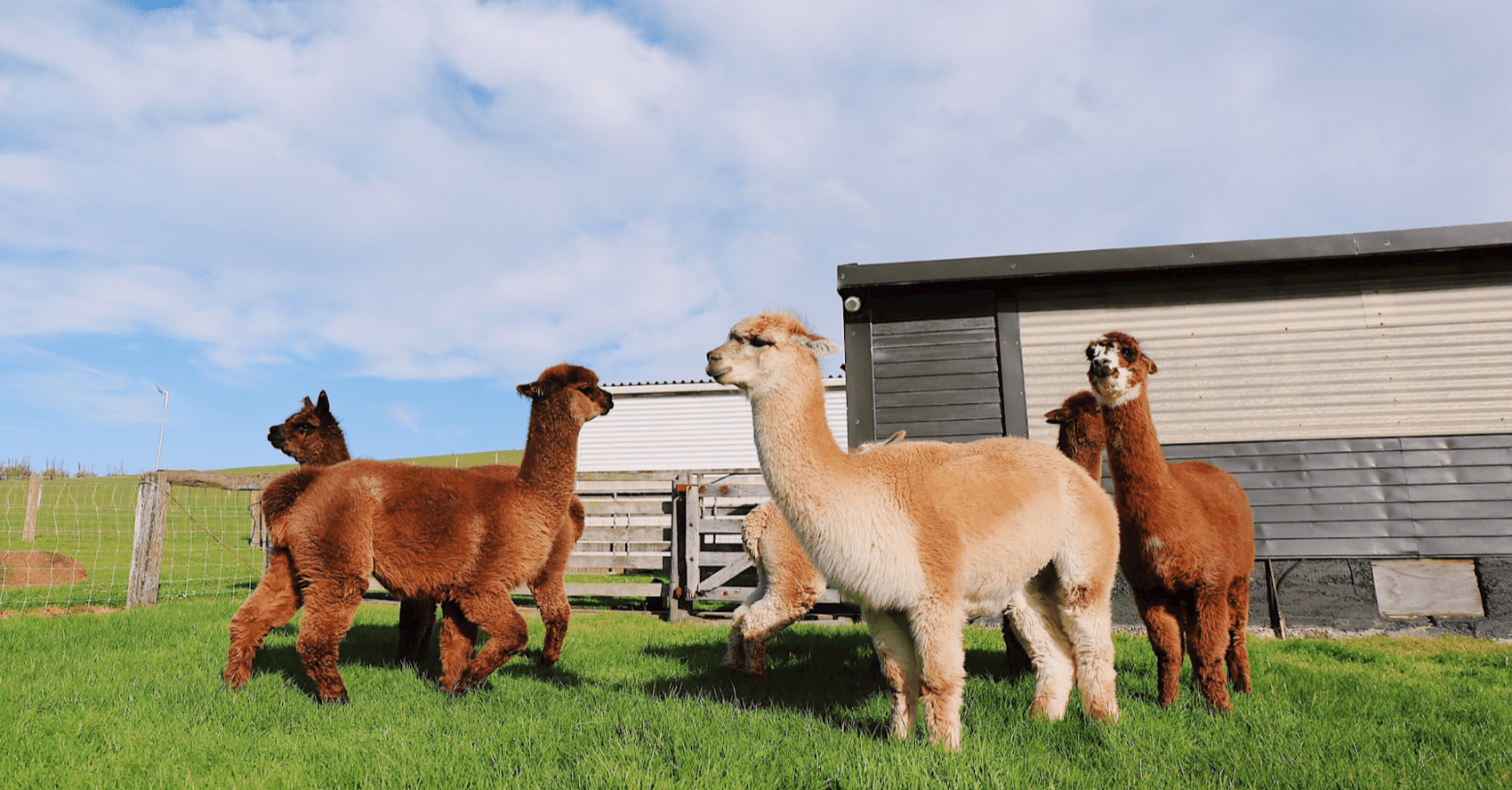 Alpaca Farm NJ | Where to Find These Cuddly Little Animals