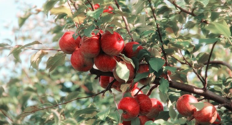 Image of an apple tree in NJ with clusters of ripe red apples ready to pick