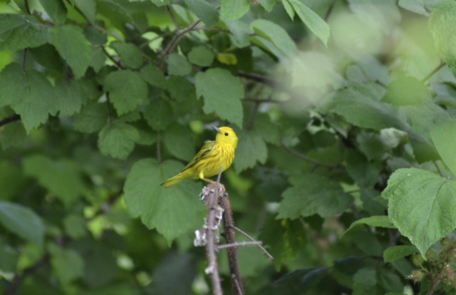 Image of a yellow bird taken while bird watching at Round Valley Reservoir 